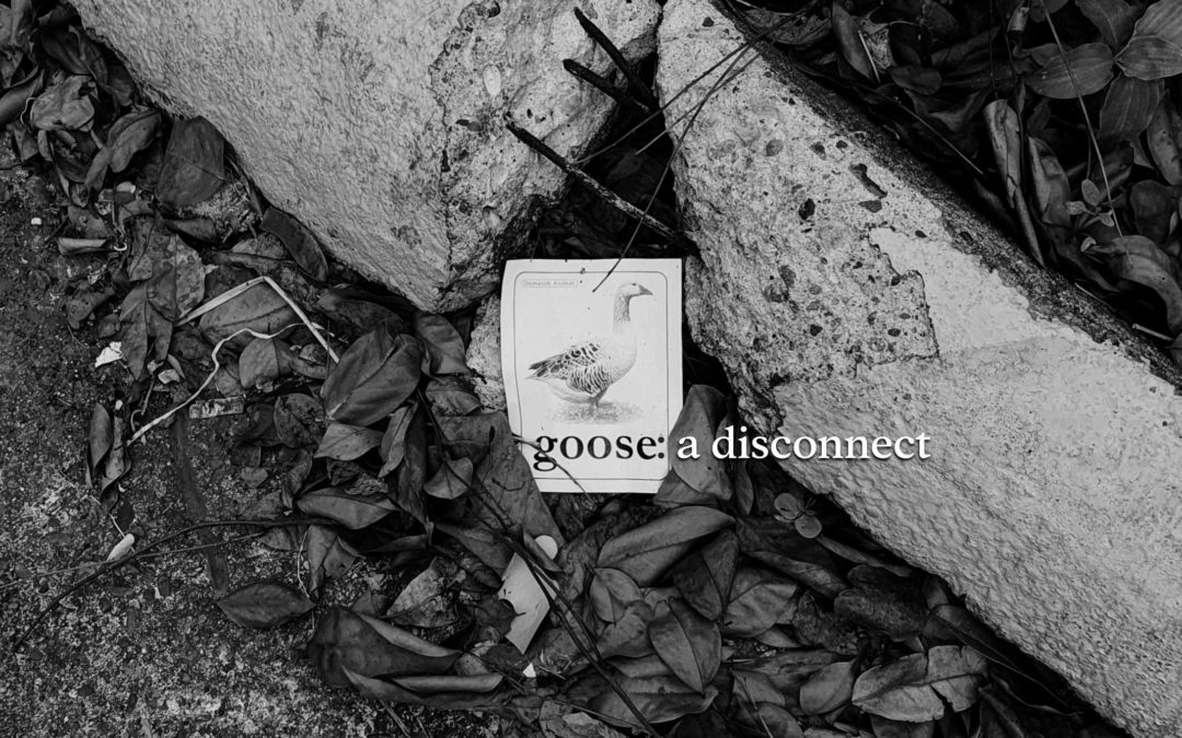 goose: a disconnect | Pauline Reynolds